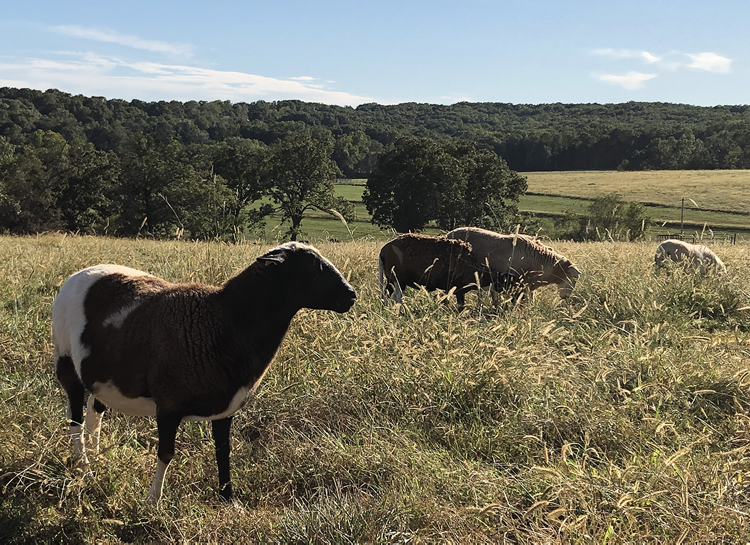 Sheep on the farm